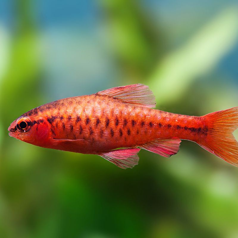 紅玫瑰魚是什么品種，正的紅玫瑰魚（櫻桃無須） 紅玫瑰魚是什么品種，正的紅玫瑰魚（櫻桃無須） 龍魚論壇 第5張