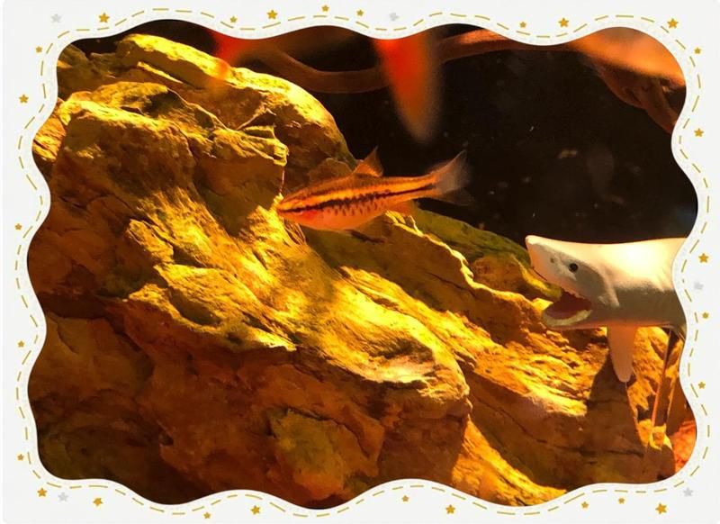 紅玫瑰魚是什么品種，正的紅玫瑰魚（櫻桃無須） 紅玫瑰魚是什么品種，正的紅玫瑰魚（櫻桃無須） 龍魚論壇 第7張