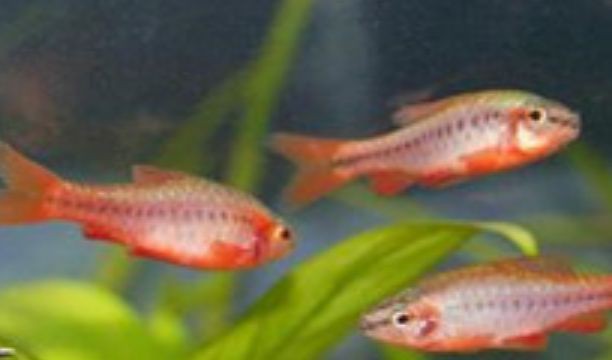 紅玫瑰魚是什么品種，正的紅玫瑰魚（櫻桃無須） 紅玫瑰魚是什么品種，正的紅玫瑰魚（櫻桃無須） 龍魚論壇 第9張
