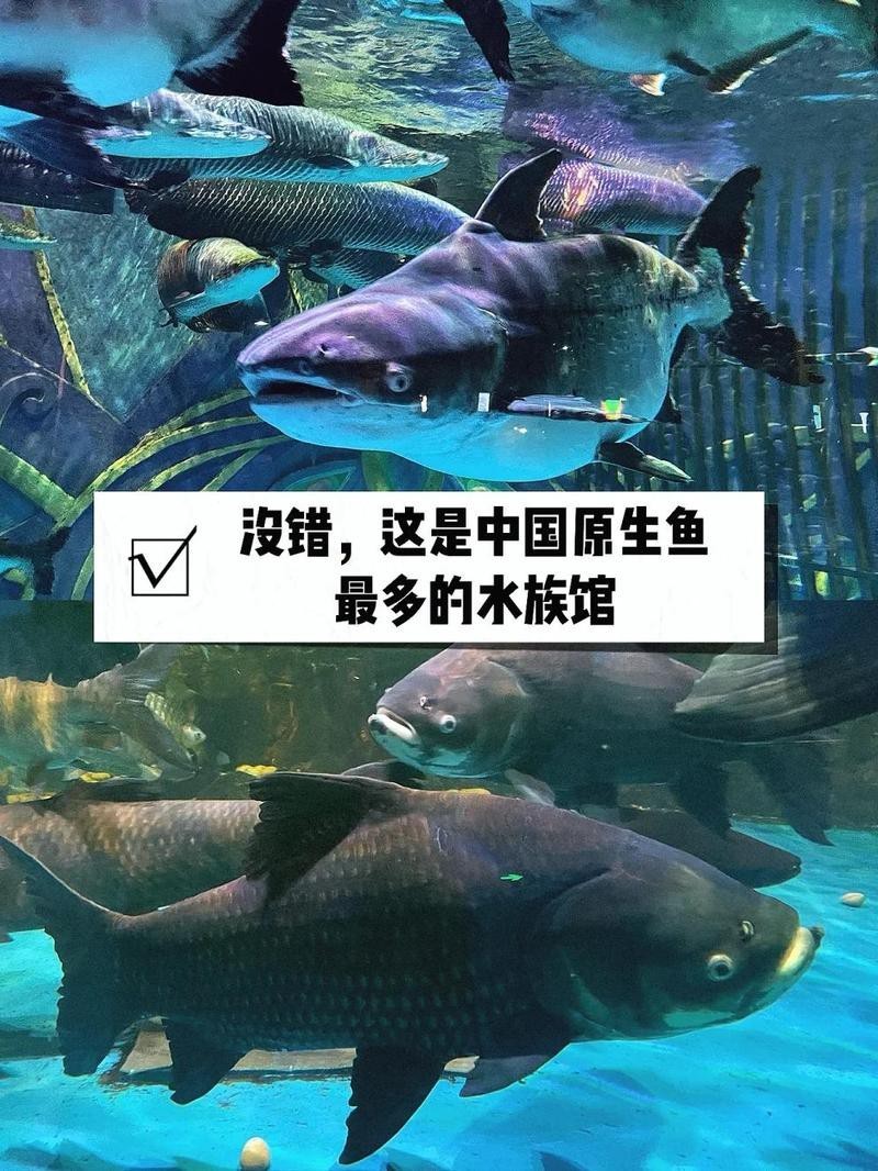 西雙版納水族店，中國首家湄公河流域淡水魚水族館在云南臺都市條形碼 西雙版納水族店，中國首家湄公河流域淡水魚水族館在云南臺都市條形碼 全國水族館企業名錄 第12張