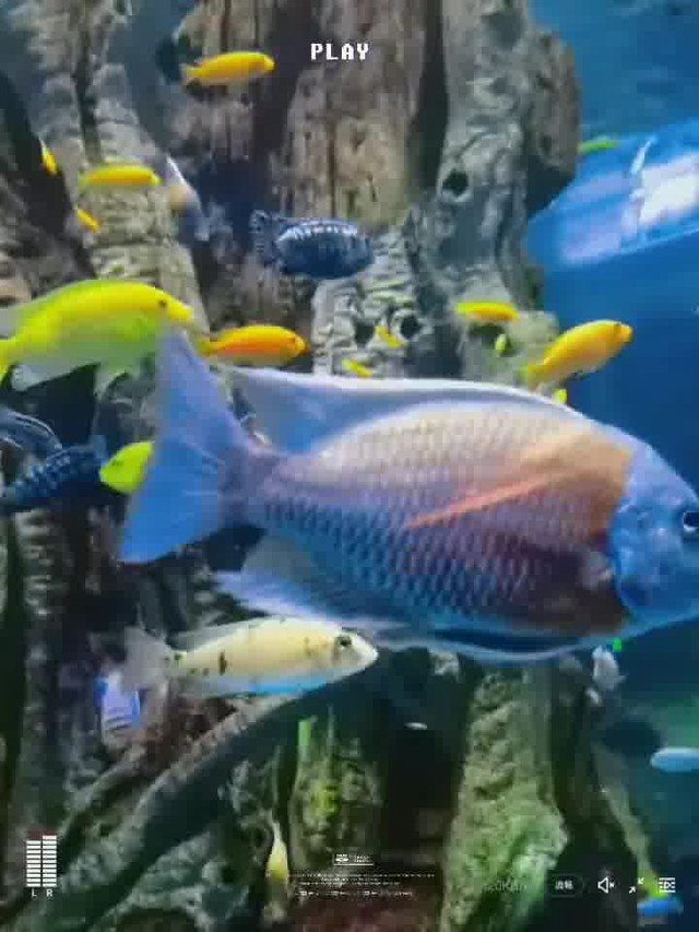 西雙版納水族店，中國首家湄公河流域淡水魚水族館在云南臺都市條形碼 西雙版納水族店，中國首家湄公河流域淡水魚水族館在云南臺都市條形碼 全國水族館企業名錄 第13張