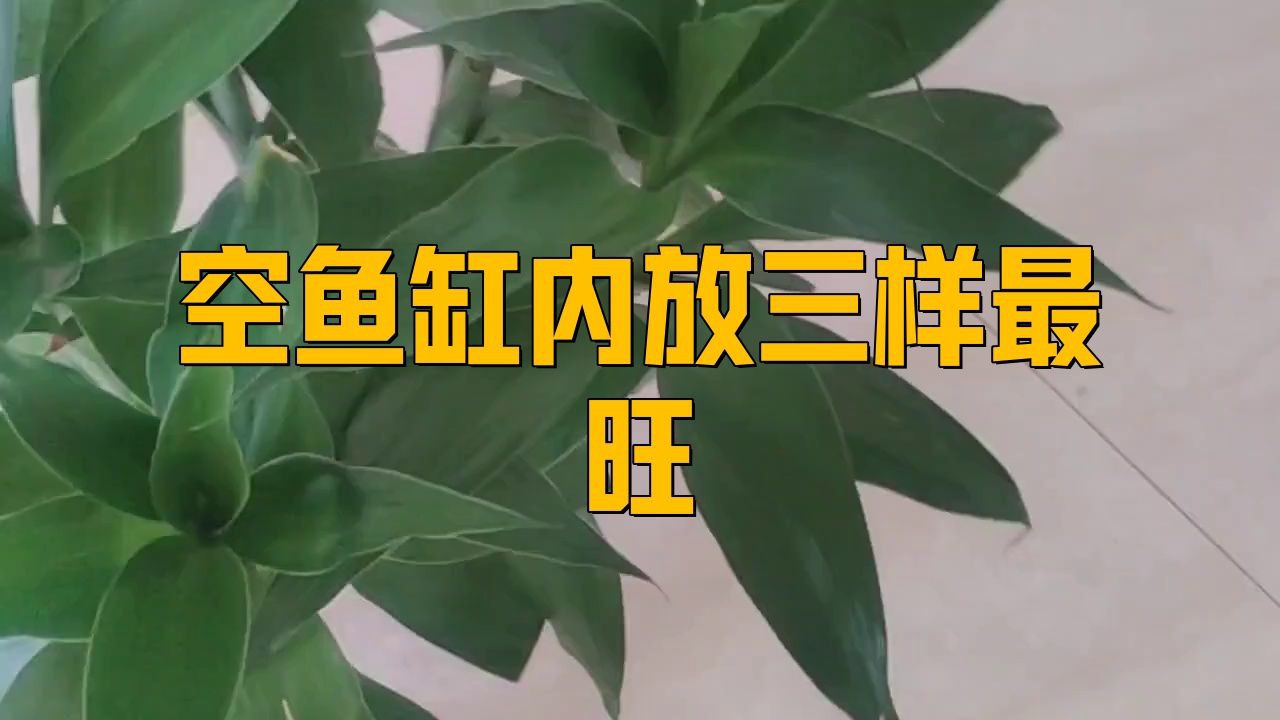 空魚缸放啥最旺財，空魚缸放什么最旺財