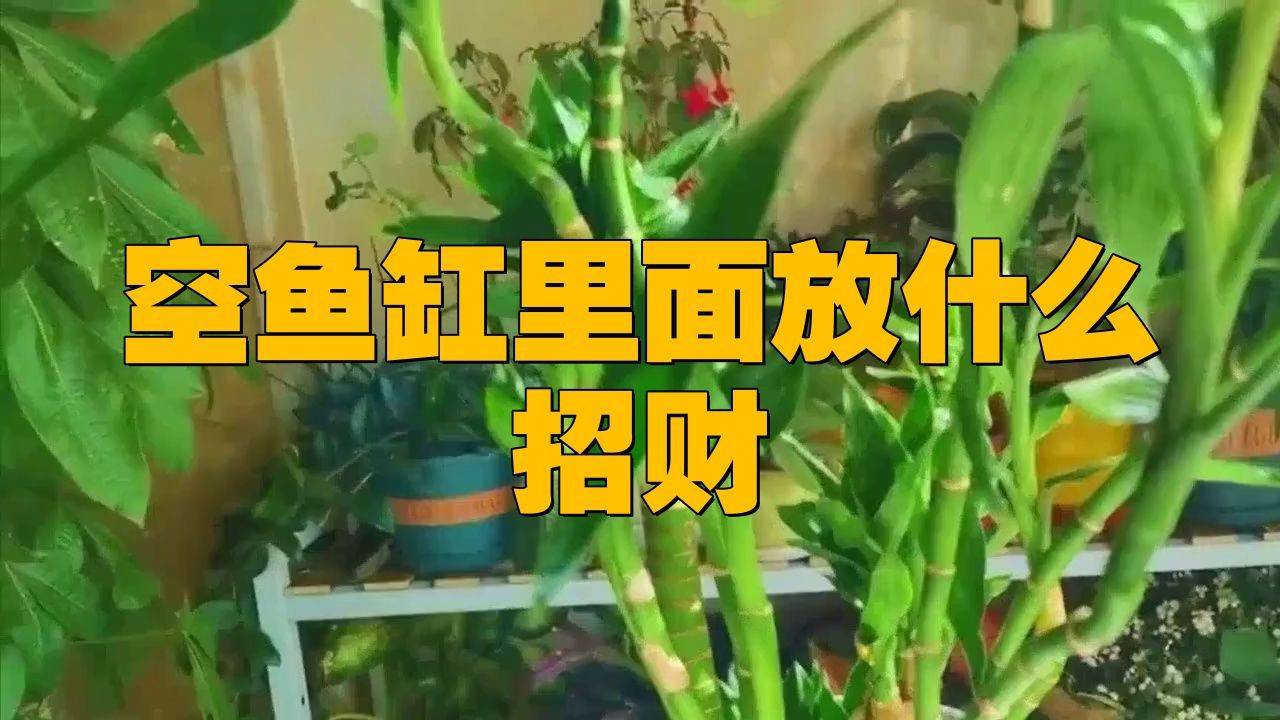 空魚缸放啥最旺財(cái)，空魚缸放什么最旺財(cái)
