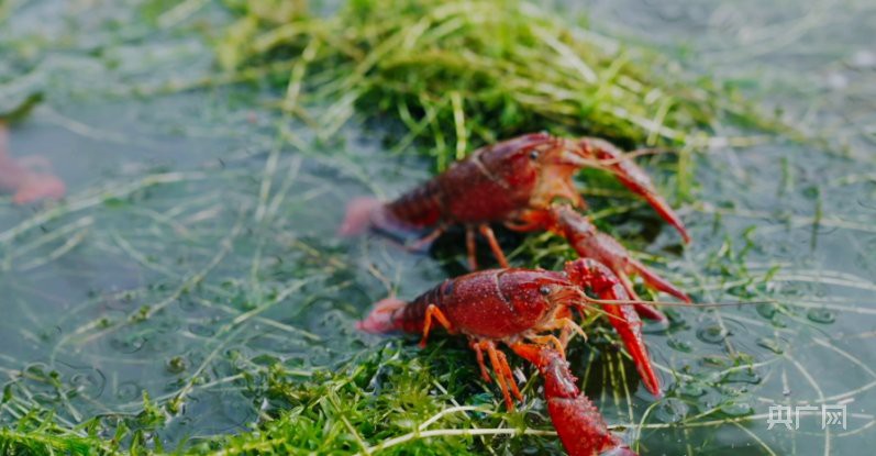 灌南龍魚店，灌南龍魚市場在哪里 灌南龍魚店，灌南龍魚市場在哪里 全國水族館企業(yè)名錄 第2張