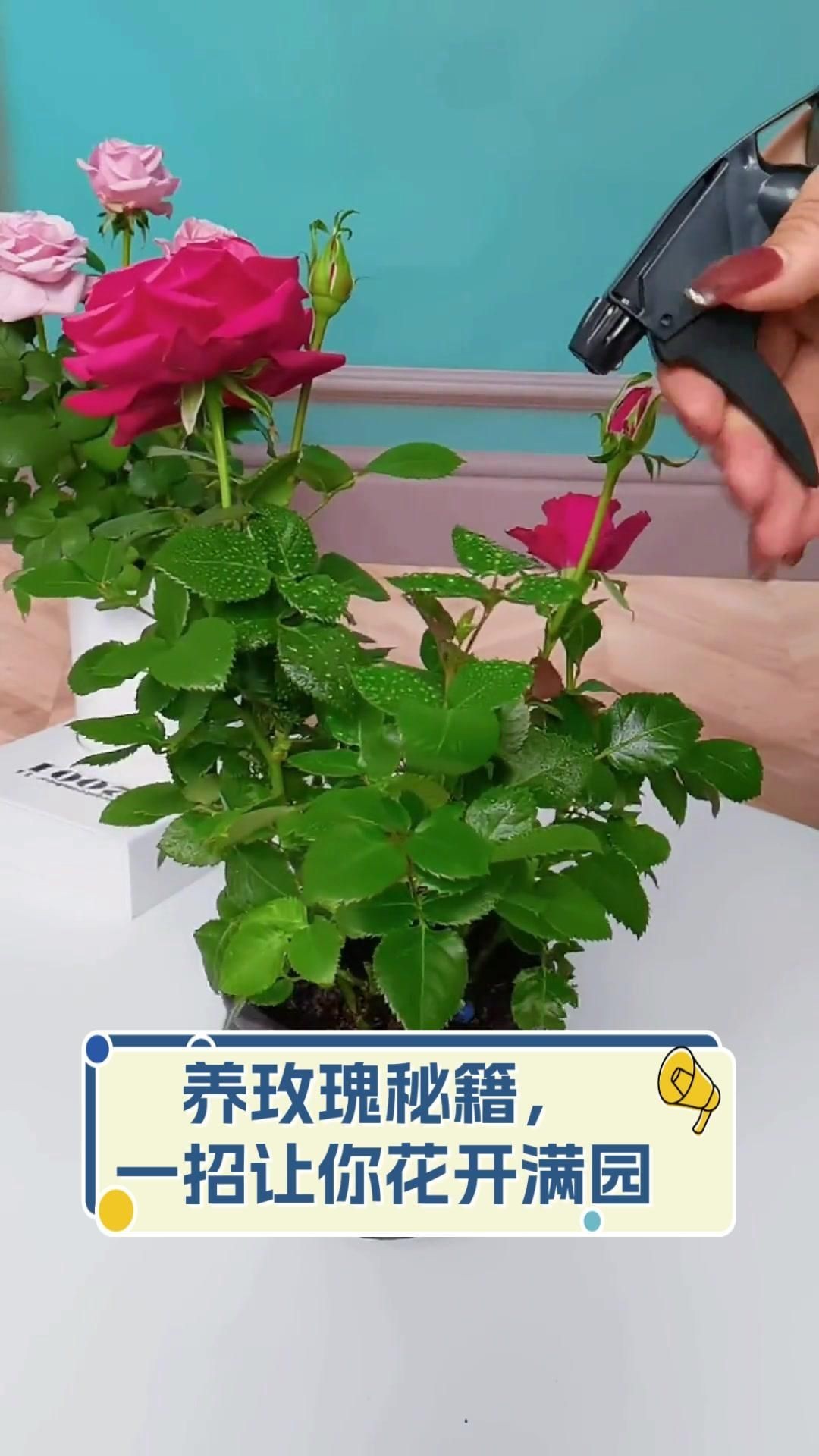 玫瑰怎么養才能養活，新買盆栽玫瑰怎么養養玫瑰“12大”疑難雜癥大解析