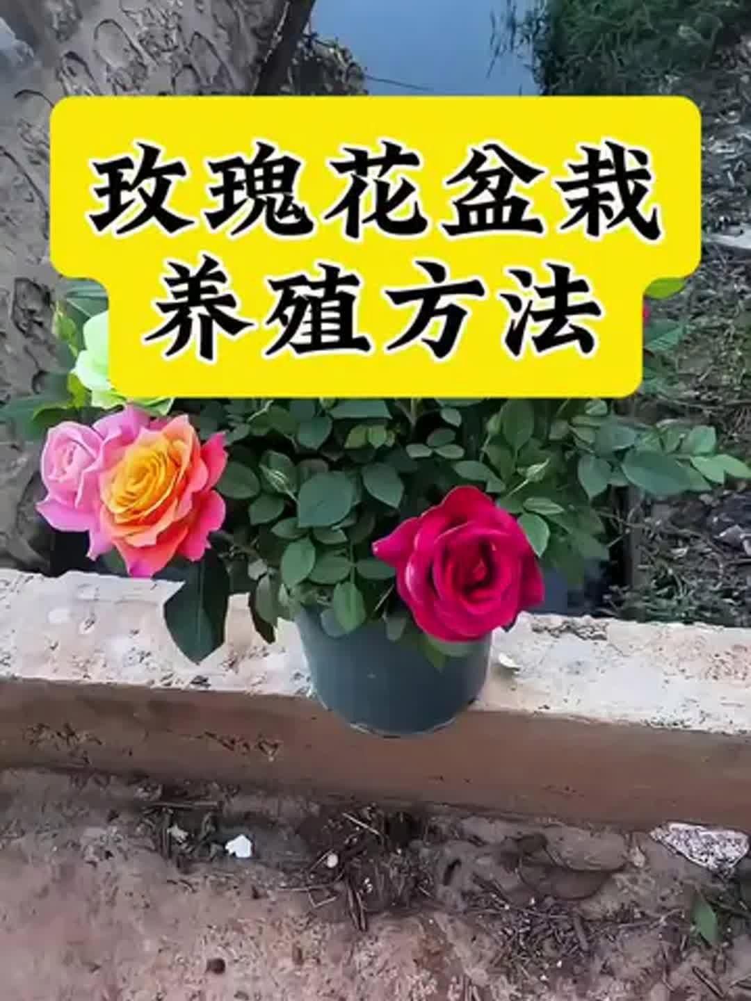 玫瑰怎么養(yǎng)才能養(yǎng)活，新買盆栽玫瑰怎么養(yǎng)養(yǎng)玫瑰“12大”疑難雜癥大解析