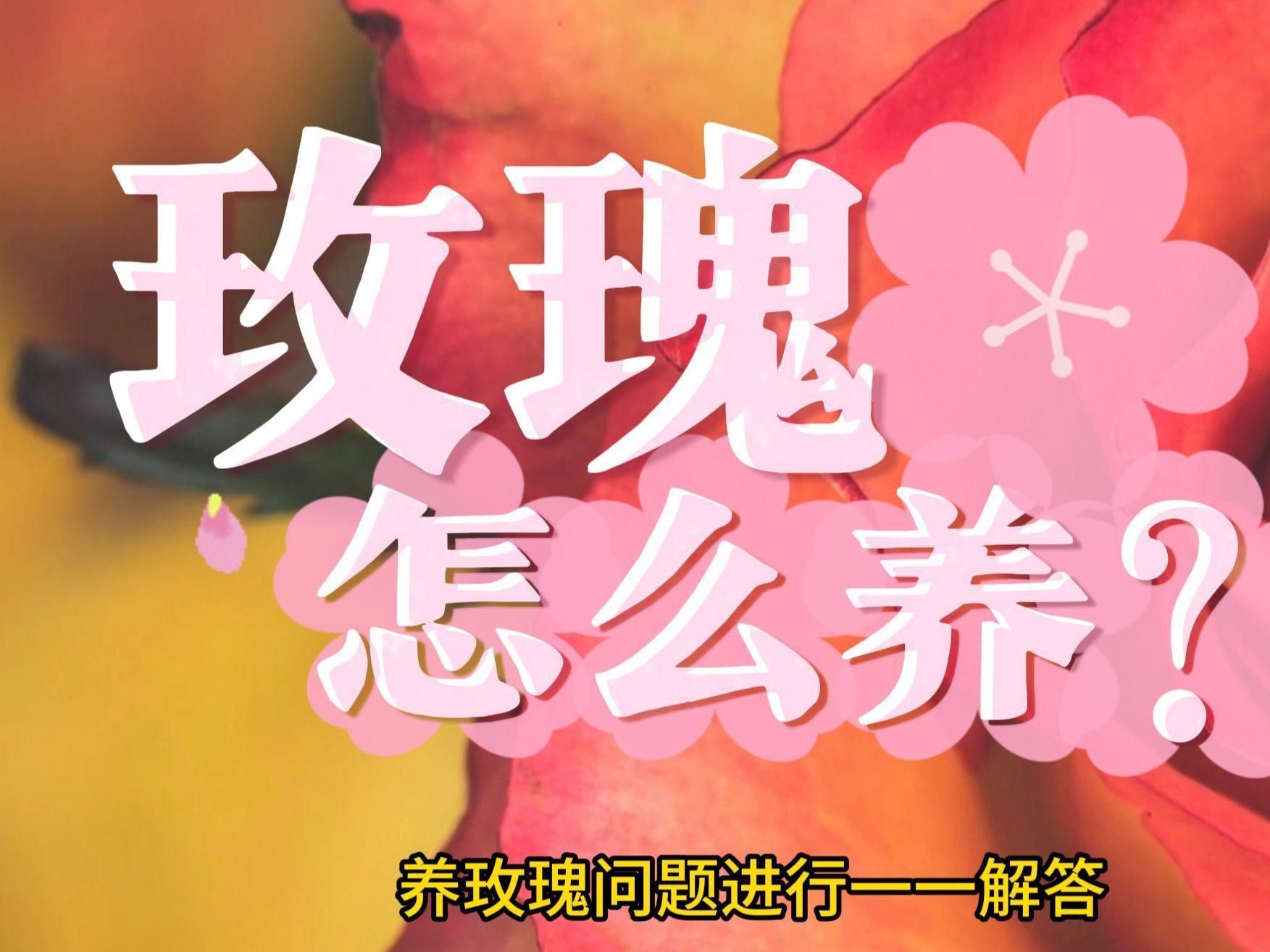 玫瑰怎么養才能養活，新買盆栽玫瑰怎么養養玫瑰“12大”疑難雜癥大解析