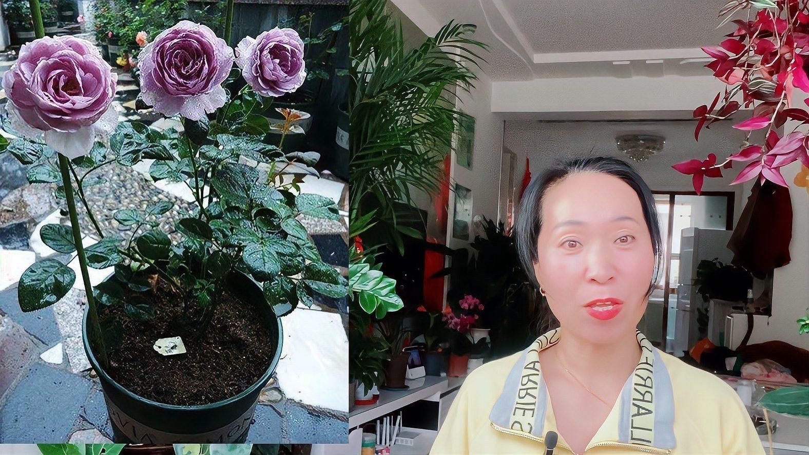 玫瑰怎么養(yǎng)才能養(yǎng)活，新買盆栽玫瑰怎么養(yǎng)養(yǎng)玫瑰“12大”疑難雜癥大解析