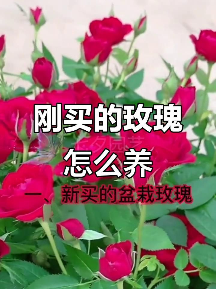 玫瑰怎么養(yǎng)才能養(yǎng)活，新買盆栽玫瑰怎么養(yǎng)養(yǎng)玫瑰“12大”疑難雜癥大解析