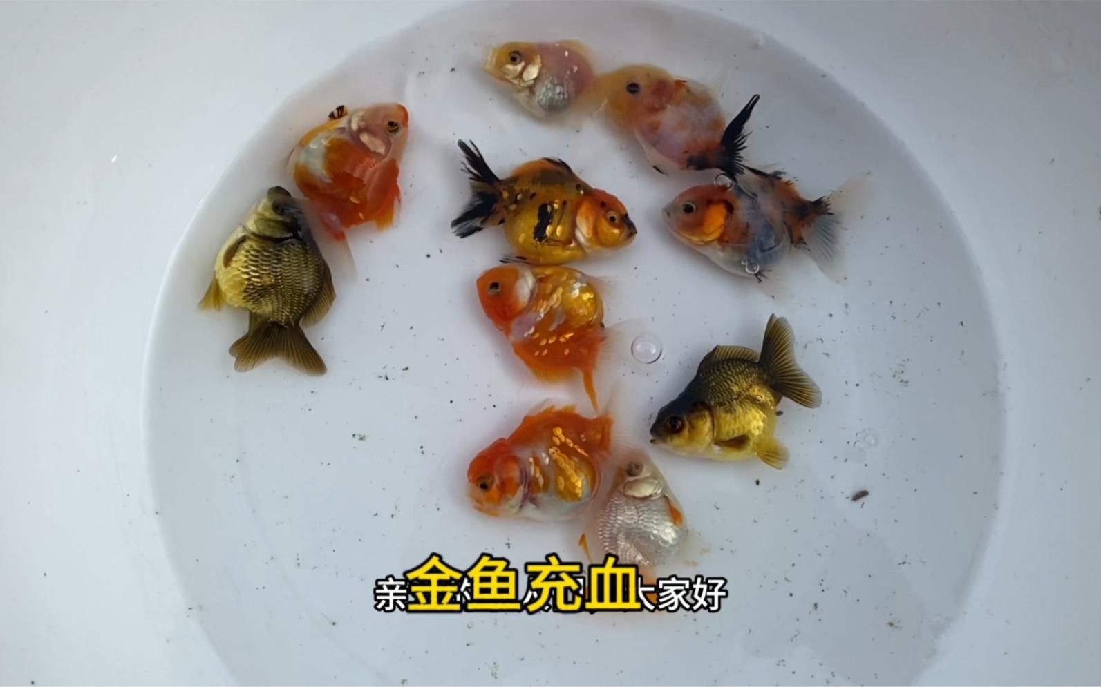 如何預防魚充血的發(fā)生？，如何防止新魚充血