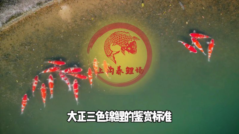 七紋鯉最忌三種顏色，七紋紋身的色彩禁忌 七紋鯉最忌三種顏色，七紋紋身的色彩禁忌 龍魚論壇 第4張