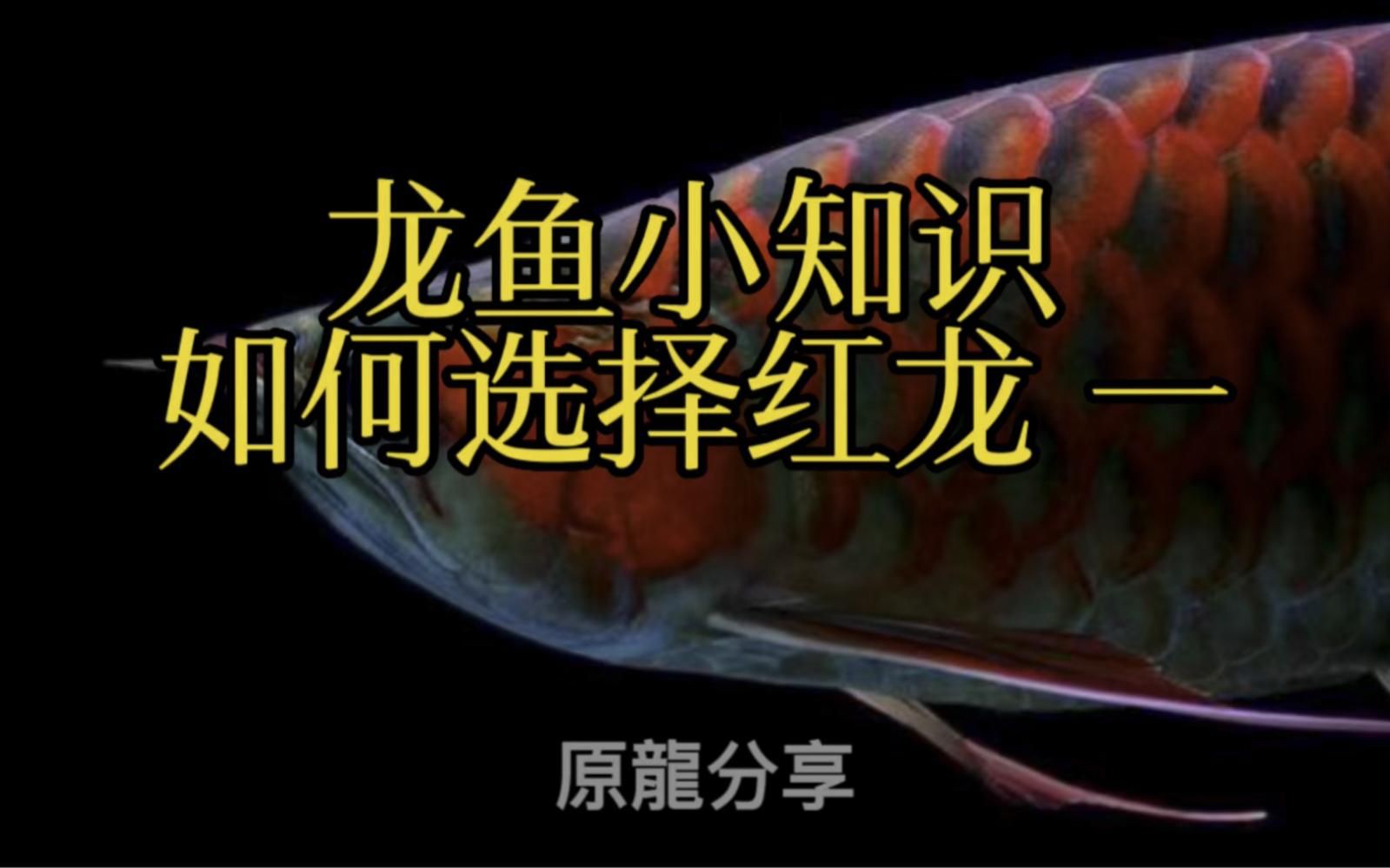 紅龍魚選購技巧,《紅龍魚選購技巧》如何挑選健康印尼紅龍魚苗掌握三大關鍵點 龍魚百科 第1張 紅龍魚選購技巧,《紅龍魚選購技巧》如何挑選健康印尼紅龍魚苗掌握三大關鍵點 紅龍魚選購技巧,《紅龍魚選購技巧》如何挑選健康印尼紅龍魚苗掌握三大關鍵點 龍魚百科 第1張