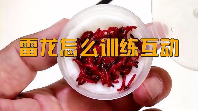 如何訓練雷龍魚的互動性？，如何訓練雷龍魚互動