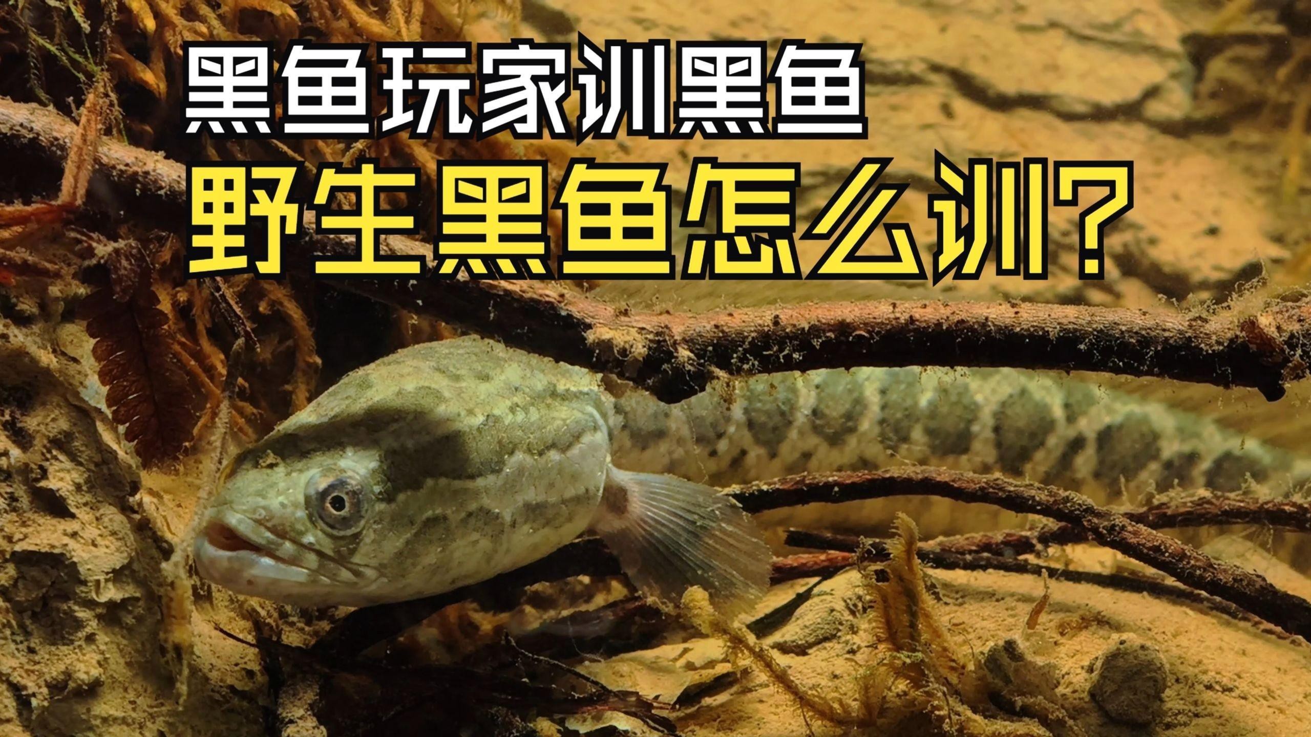 如何訓練雷龍魚的互動性？，如何訓練雷龍魚互動
