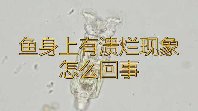 如何判斷龍魚(yú)肚子鱗片潰爛的病因？，如何判斷龍魚(yú)肚子鱗片潰爛的病因