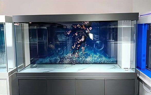 十大水族品牌性價比高，2025年\