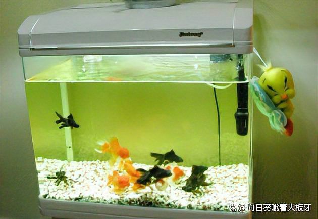 十大水族品牌性價比高，2025年\