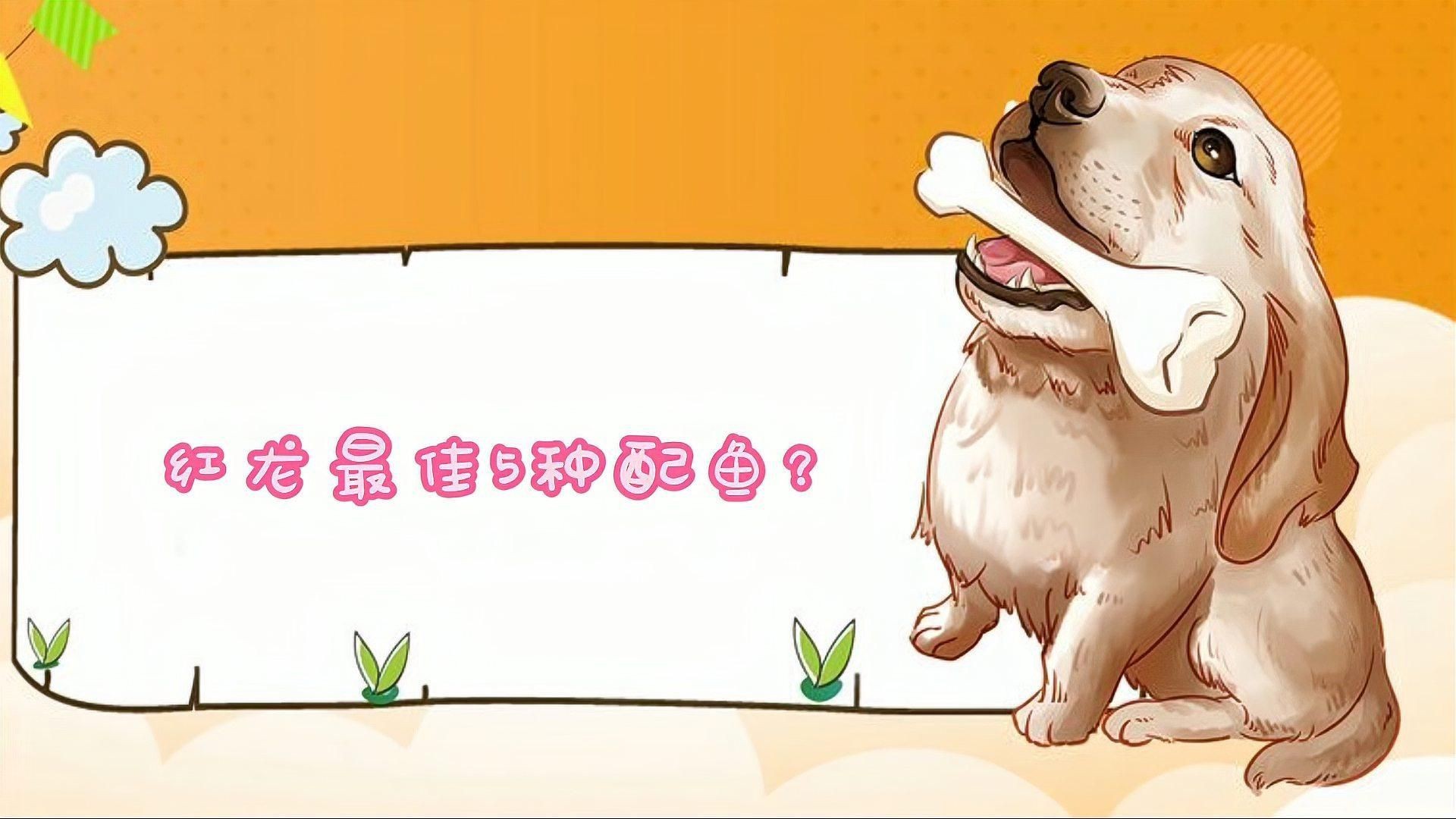 紅龍最佳配魚視頻，《紅龍最佳配魚視頻》