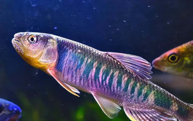 養(yǎng)3條龍魚(yú)會(huì)得白血病嗎，養(yǎng)3條龍魚(yú)會(huì)得白血病嗎醫(yī)生提醒:這4種魚(yú)容易導(dǎo)致白血病 養(yǎng)3條龍魚(yú)會(huì)得白血病嗎，養(yǎng)3條龍魚(yú)會(huì)得白血病嗎醫(yī)生提醒:這4種魚(yú)容易導(dǎo)致白血病 龍魚(yú)論壇 第1張