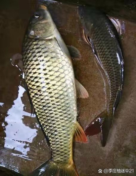 養(yǎng)3條龍魚(yú)會(huì)得白血病嗎，養(yǎng)3條龍魚(yú)會(huì)得白血病嗎醫(yī)生提醒:這4種魚(yú)容易導(dǎo)致白血病 養(yǎng)3條龍魚(yú)會(huì)得白血病嗎，養(yǎng)3條龍魚(yú)會(huì)得白血病嗎醫(yī)生提醒:這4種魚(yú)容易導(dǎo)致白血病 龍魚(yú)論壇 第6張