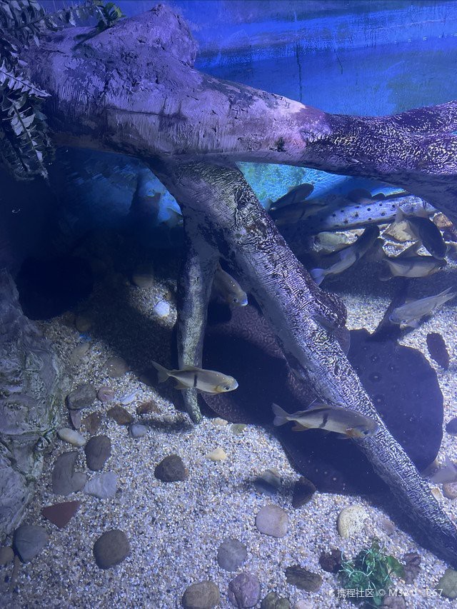 鹽城水族店，鹽城哪家水族館規模最大 鹽城水族店，鹽城哪家水族館規模最大 全國水族館企業名錄 第6張