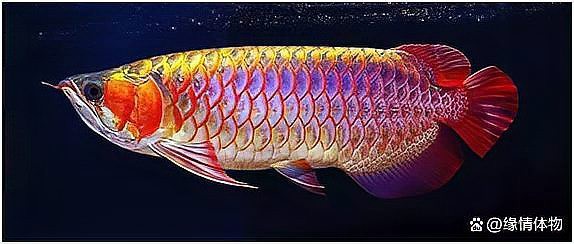 如何給紅龍魚喂食？，《如何給紅龍魚喂食》紅龍魚喂食技巧與狀態提升給我一份麻薯編輯