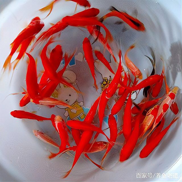 哪種龍魚容易感染寄生蟲？，養魚老道,銀龍魚常見病的癥狀及防治措施 哪種龍魚容易感染寄生蟲？，養魚老道,銀龍魚常見病的癥狀及防治措施 龍魚百科 第1張