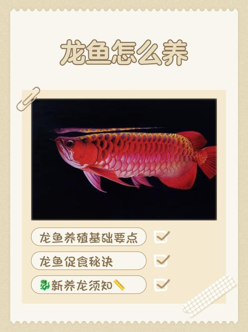 養(yǎng)龍魚用什么背景圖，《龍魚用什么背景圖》在飼養(yǎng)龍魚的背景圖選擇合適的背景圖