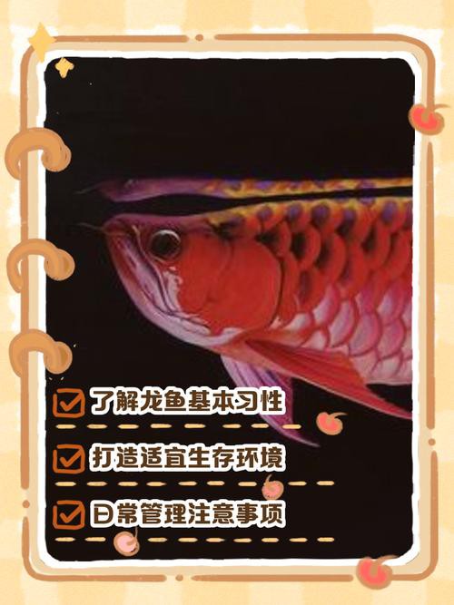 養(yǎng)龍魚用什么背景圖，《龍魚用什么背景圖》在飼養(yǎng)龍魚的背景圖選擇合適的背景圖