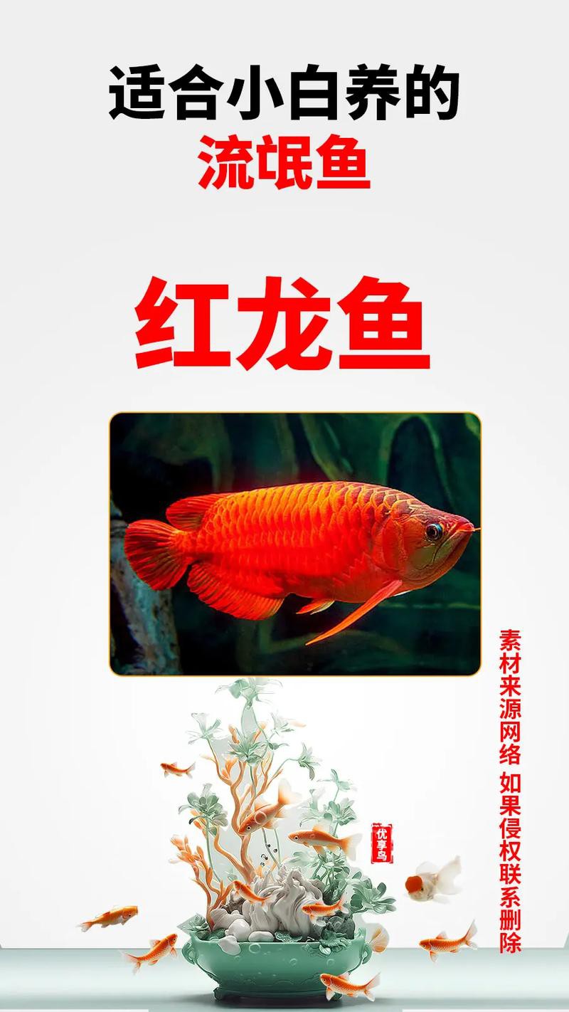 養(yǎng)龍魚用什么背景圖，《龍魚用什么背景圖》在飼養(yǎng)龍魚的背景圖選擇合適的背景圖
