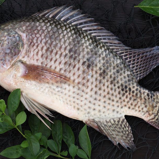 羅非魚是海魚還是淡水魚，羅非魚在中國被嫌棄，為什么美國人超愛吃簡食記