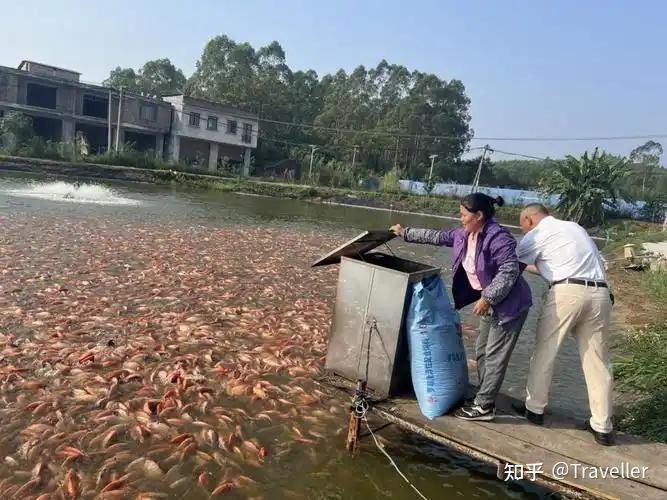 羅非魚是海魚還是淡水魚，羅非魚在中國被嫌棄，為什么美國人超愛吃簡食記