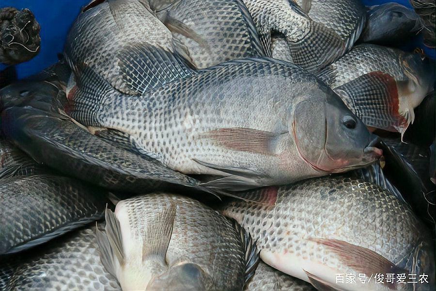 羅非魚是海魚還是淡水魚，羅非魚在中國被嫌棄，為什么美國人超愛吃簡食記