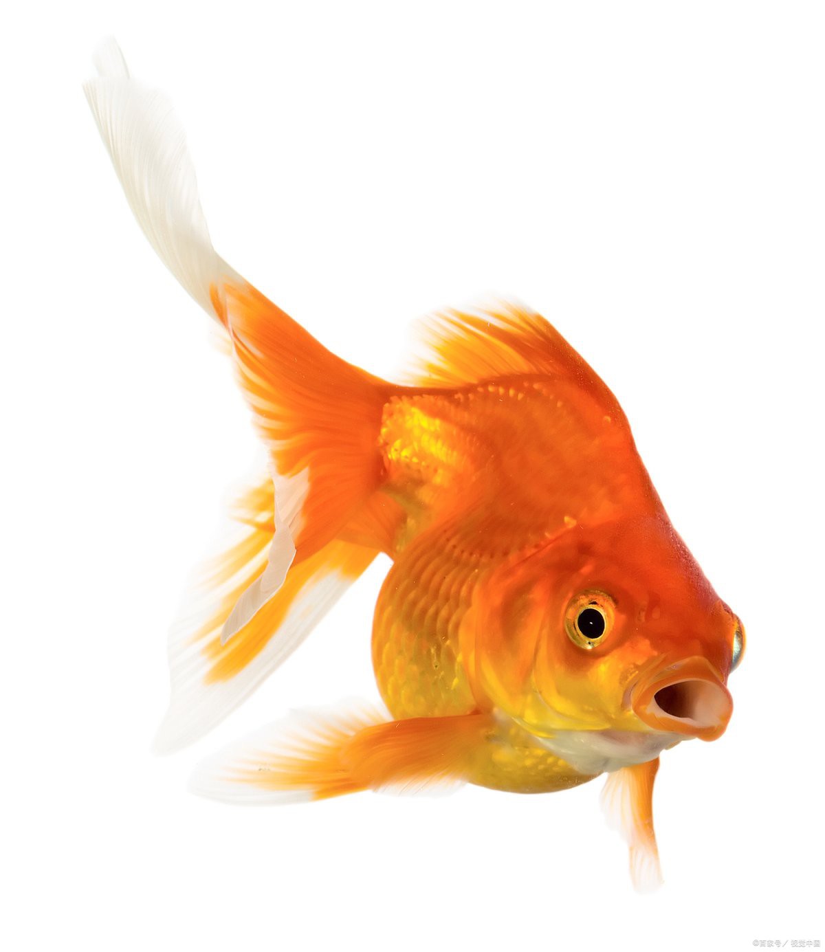 養(yǎng)金魚不死的小竅門，\
