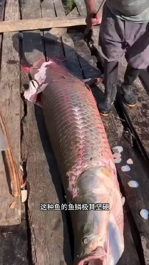 動物森友會巨骨舌魚，《集合啦.動物森友會》巨骨舌魚的生存狀況引發深刻關注