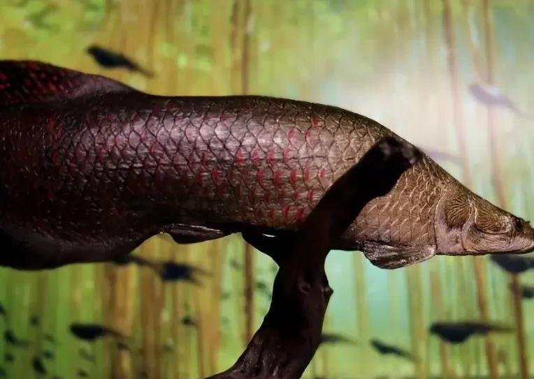 動物森友會巨骨舌魚，《集合啦.動物森友會》巨骨舌魚的生存狀況引發深刻關注