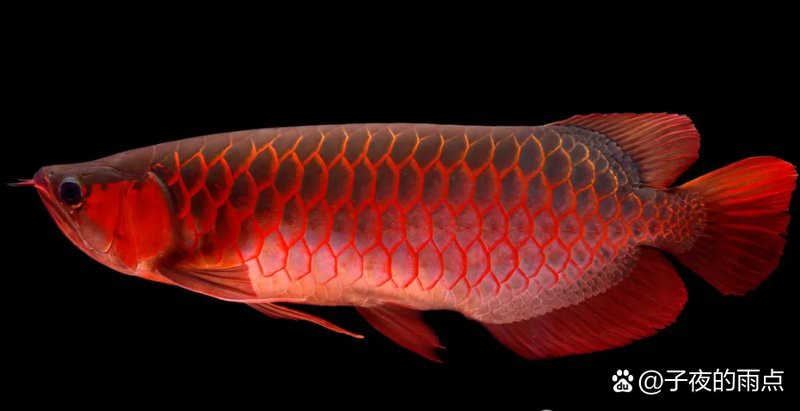 十大名貴龍魚排名，十大名貴龍魚排名匯聚全球備受追捧的珍稀品牌