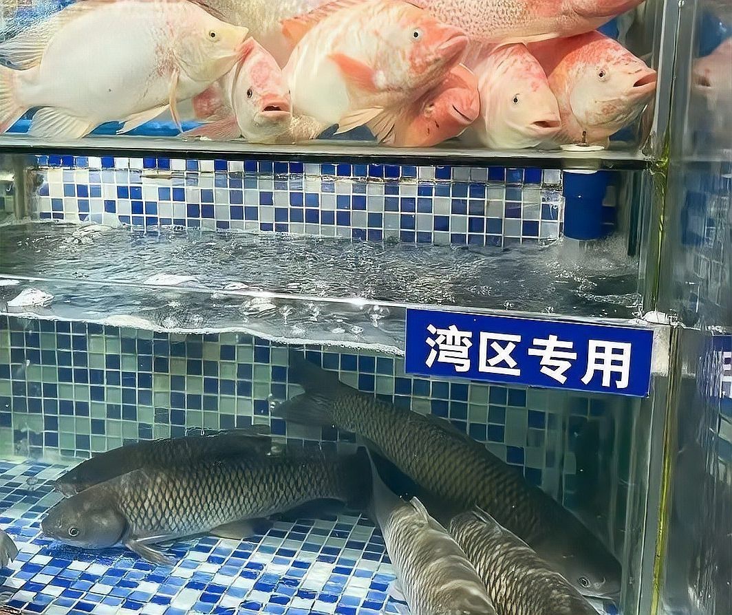 武江龍魚店，廣州首家敢讓人大膽吃魚生的店)武江龍魚店 武江龍魚店，廣州首家敢讓人大膽吃魚生的店)武江龍魚店 全國水族館企業名錄 第2張