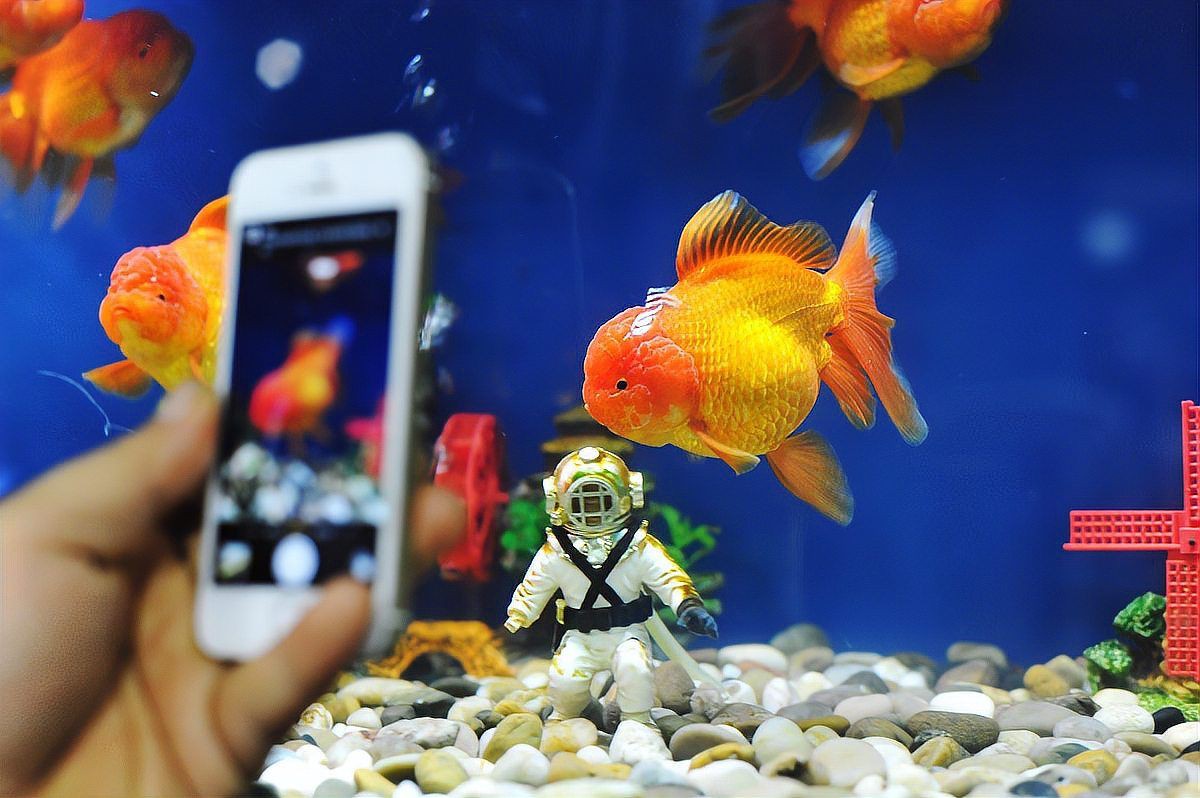 給我一些龍魚蒙眼病的治療案例，佛系設計微微，龍魚蒙眼病的治療方法