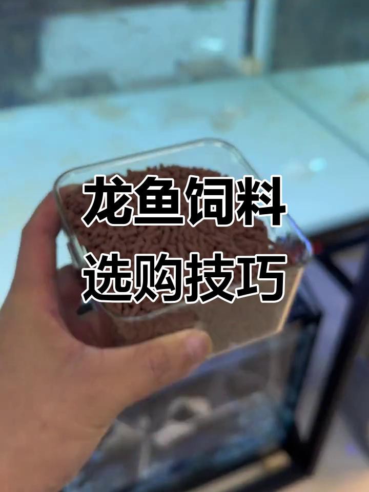如何選擇安全的龍魚(yú)飼料？，龍魚(yú)飼料排行榜前十名澳味轟轟羊金龍紅龍的飼料秘密