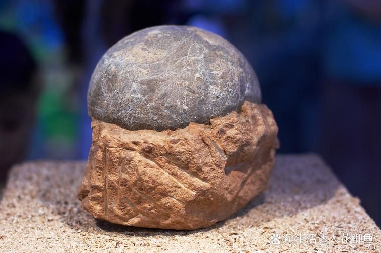 恐龍蛋真品圖片，世界上最珍貴的品種——恐龍蛋化石 恐龍蛋真品圖片，世界上最珍貴的品種——恐龍蛋化石 龍魚百科 第22張