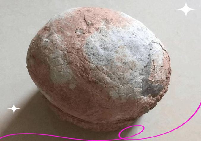 恐龍蛋真品圖片，世界上最珍貴的品種——恐龍蛋化石 恐龍蛋真品圖片，世界上最珍貴的品種——恐龍蛋化石 龍魚百科 第12張