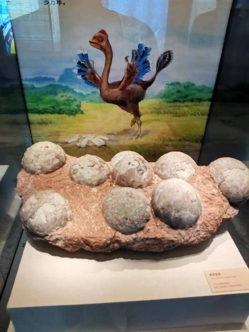 恐龍蛋真品圖片，世界上最珍貴的品種——恐龍蛋化石 恐龍蛋真品圖片，世界上最珍貴的品種——恐龍蛋化石 龍魚百科 第18張