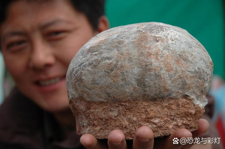 恐龍蛋真品圖片，世界上最珍貴的品種——恐龍蛋化石 恐龍蛋真品圖片，世界上最珍貴的品種——恐龍蛋化石 龍魚百科 第8張