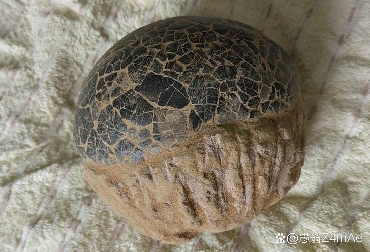 恐龍蛋真品圖片，世界上最珍貴的品種——恐龍蛋化石 恐龍蛋真品圖片，世界上最珍貴的品種——恐龍蛋化石 龍魚百科 第21張