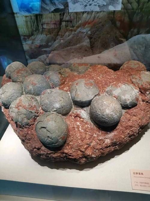 恐龍蛋真品圖片，世界上最珍貴的品種——恐龍蛋化石 恐龍蛋真品圖片，世界上最珍貴的品種——恐龍蛋化石 龍魚百科 第6張