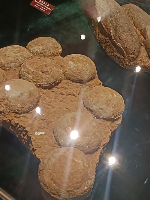 恐龍蛋真品圖片，世界上最珍貴的品種——恐龍蛋化石 恐龍蛋真品圖片，世界上最珍貴的品種——恐龍蛋化石 龍魚百科 第1張