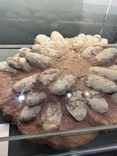 恐龍蛋真品圖片，世界上最珍貴的品種——恐龍蛋化石 恐龍蛋真品圖片，世界上最珍貴的品種——恐龍蛋化石 龍魚百科 第23張