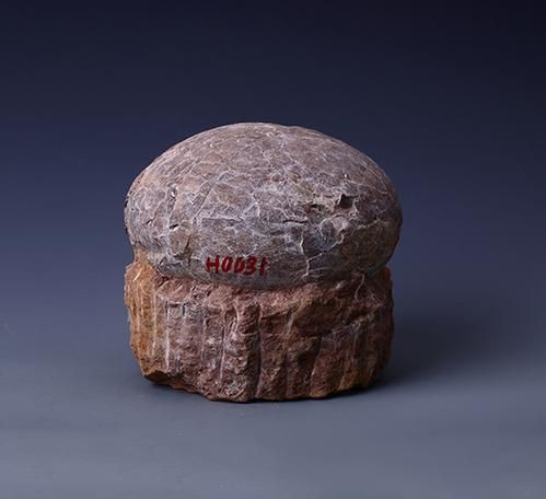 恐龍蛋真品圖片，世界上最珍貴的品種——恐龍蛋化石 恐龍蛋真品圖片，世界上最珍貴的品種——恐龍蛋化石 龍魚百科 第17張