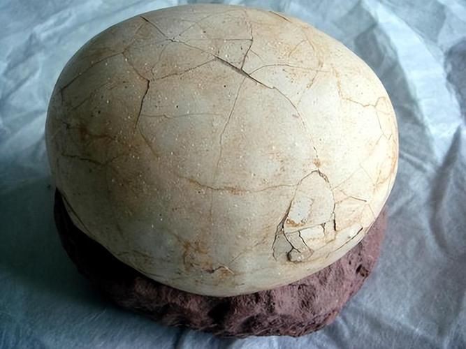 恐龍蛋真品圖片，世界上最珍貴的品種——恐龍蛋化石 恐龍蛋真品圖片，世界上最珍貴的品種——恐龍蛋化石 龍魚百科 第14張